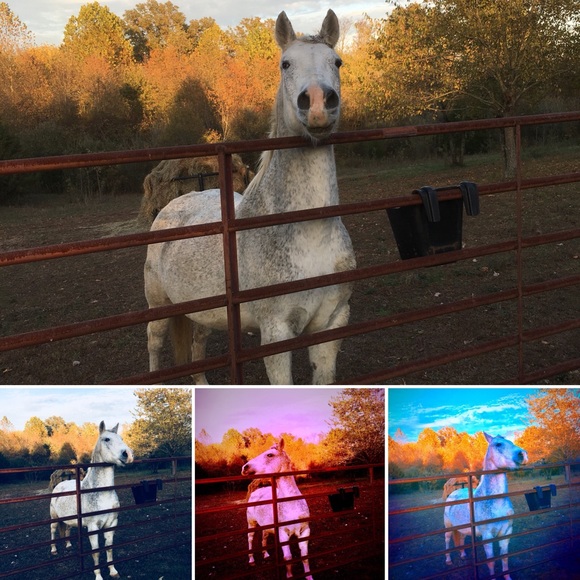 Meet your Posher, Lucy - Picture 4 of 8